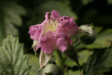 Rubus thibetanus RCP6-07 086.jpg